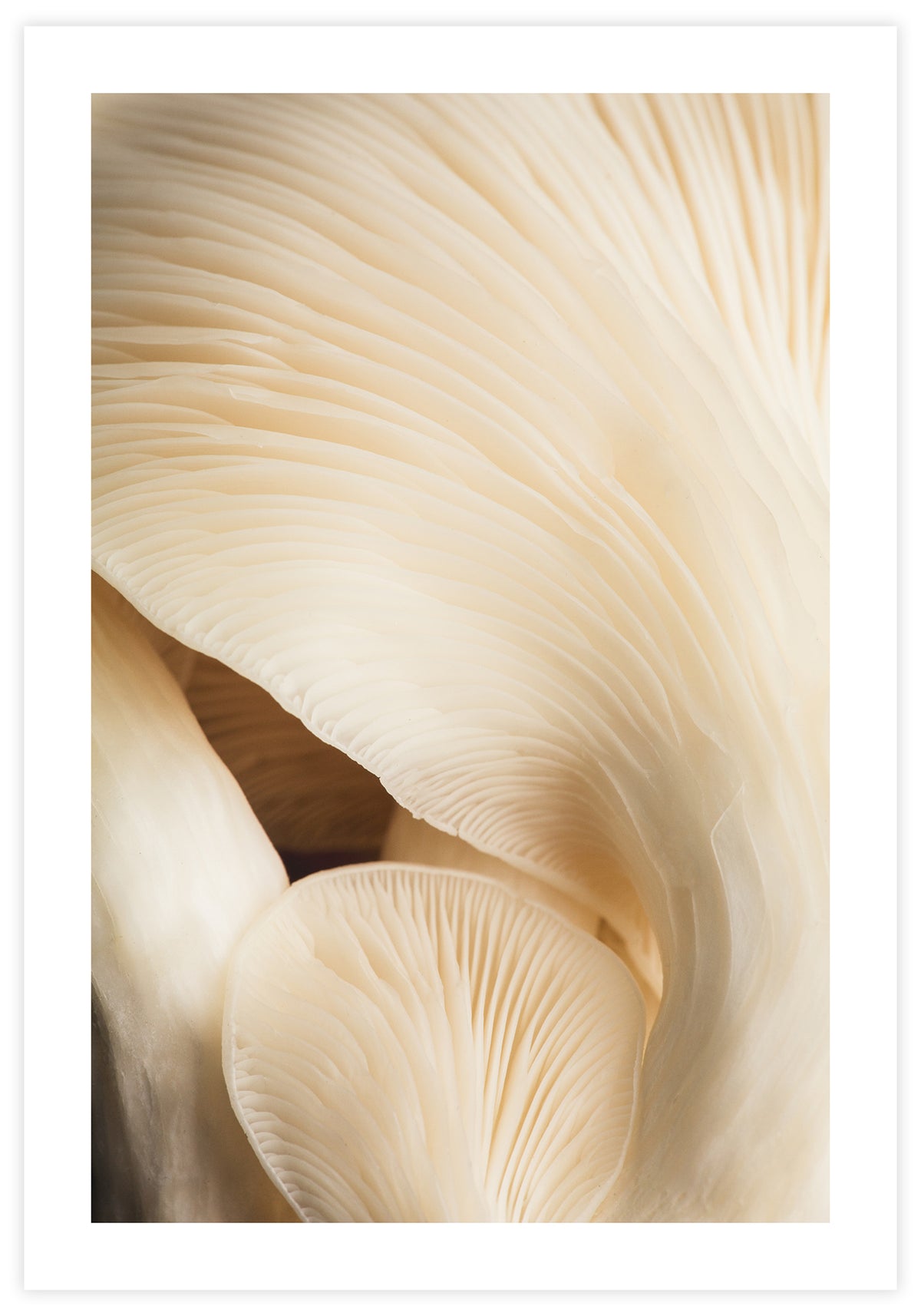 Closeup Mushroom Poster