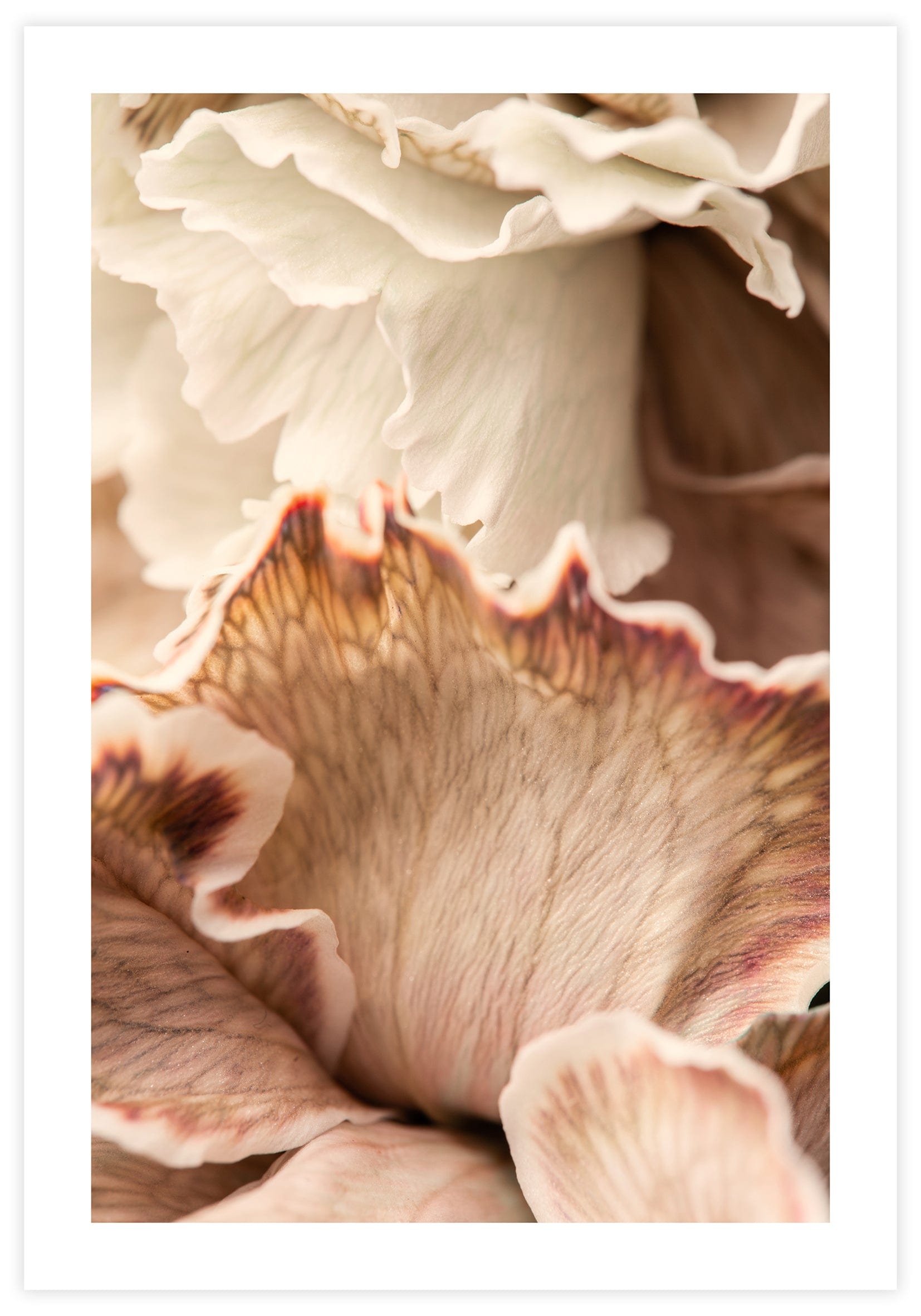 Beige Petals Poster